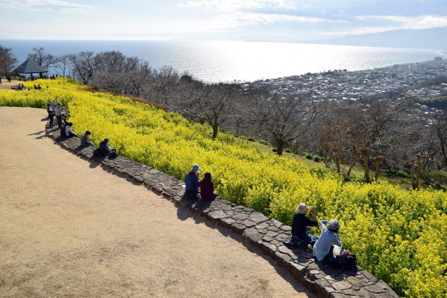 吾妻山公園「自然いっぱい！早春の吾妻山公園」